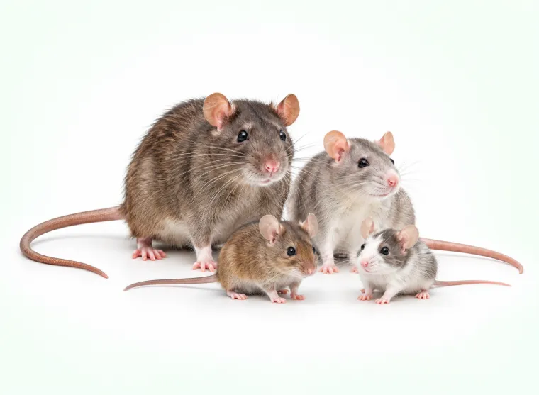 Agro Xtermination Sainte-Marie, Québec – prévention et gestion des infestations de rats dans les bâtiments et granges agricoles