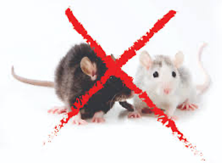 AgroXtermination Sainte-Marie, Québec – contrôle et élimination des souris et rongeurs dans les bâtiments agricoles.