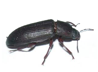 AgroXtermination Sainte-Marie, Québec – traitement contre les insectes ténébrions du grain présents dans les silos et entrepôts agricoles.